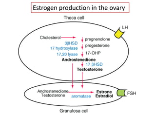 Estrogen production in the ovary
 
