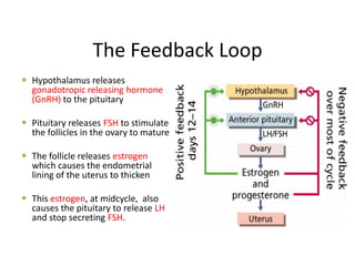 The Feedback Loop
 Hypothalamus releases
gonadotropic releasing hormone
(GnRH) to the pituitary
 Pituitary releases FSH to stimulate
the follicles in the ovary to mature
 The follicle releases estrogen
which causes the endometrial
lining of the uterus to thicken
 This estrogen, at midcycle, also
causes the pituitary to release LH
and stop secreting FSH.
 