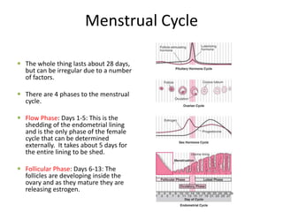 Menstrual Cycle
 The whole thing lasts about 28 days,
but can be irregular due to a number
of factors.
 There are 4 phases to the menstrual
cycle.
 Flow Phase: Days 1-5: This is the
shedding of the endometrial lining
and is the only phase of the female
cycle that can be determined
externally. It takes about 5 days for
the entire lining to be shed.
 Follicular Phase: Days 6-13: The
follicles are developing inside the
ovary and as they mature they are
releasing estrogen.
 