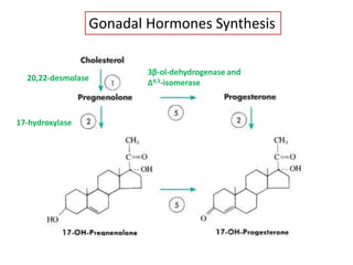 20,22-desmolase
17-hydroxylase
Gonadal Hormones Synthesis
3β-ol-dehydrogenase and
Δ4,5-isomerase
 