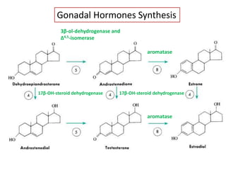 aromatase
aromatase
17β-OH-steroid dehydrogenase
3β-ol-dehydrogenase and
Δ4,5-isomerase
Gonadal Hormones Synthesis
17β-OH-steroid dehydrogenase
 