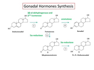 5α-reductase
3α-reductase
3β-ol-dehydrogenase and
Δ4,5-isomerase
aromatase
Gonadal Hormones Synthesis
 