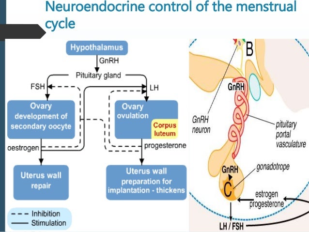 Serophene Menstruation