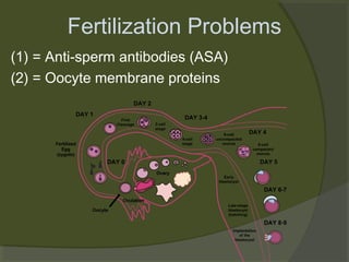 Fertilization Problems
(1) = Anti-sperm antibodies (ASA)
(2) = Oocyte membrane proteins

 