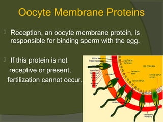 Oocyte Membrane Proteins




Reception, an oocyte membrane protein, is
responsible for binding sperm with the egg.
If this protein is not
receptive or present,
fertilization cannot occur.

 