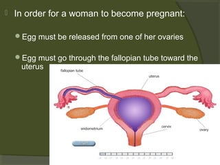

In order for a woman to become pregnant:
Egg must be released from one of her ovaries
Egg must go through the fallopian tube toward the

uterus

 