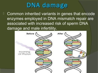 DNA damage


Common inherited variants in genes that encode
enzymes employed in DNA mismatch repair are
associated with increased risk of sperm DNA
damage and male infertility.

 