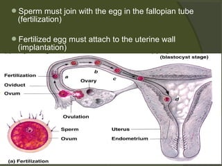 Sperm must join with the egg in the fallopian tube

(fertilization)

Fertilized egg must attach to the uterine wall

(implantation)

 