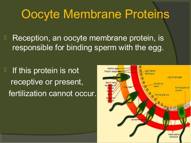 How To Make Ovulation Occur Naturally How To Make Ovulation Occur Naturally