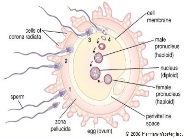 Clomid Complications Bloating Pain Multiple Follicles