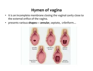 Hymen In Female Female Internal Genital organs 2018 (1).pdf