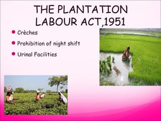 THE PLANTATION
LABOUR ACT,1951
Crèches
Prohibition of night shift
Urinal Facilities
 