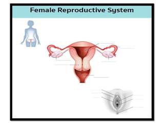 FEMALE & MALE REPRODUCTIVE SYSTEM 2.pptx