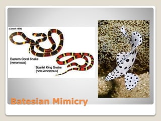 Batesian Mimicry
 