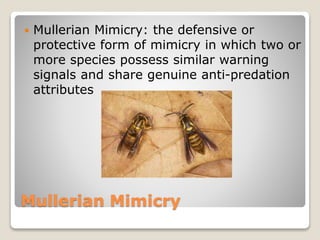 Mullerian Mimicry
 Mullerian Mimicry: the defensive or
protective form of mimicry in which two or
more species possess similar warning
signals and share genuine anti-predation
attributes
 