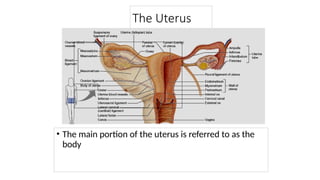 female reproductive system ppt female rep | PPT