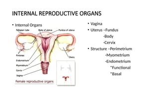 female reproductive system ppt female rep | PPTX