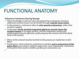 Female pelvic anatomy and urinary continence | PPTX