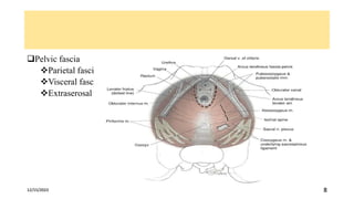 female pelvic anatomy.pptx