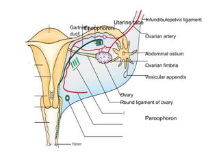 Anatomy of f emale pelvic organs.ppt