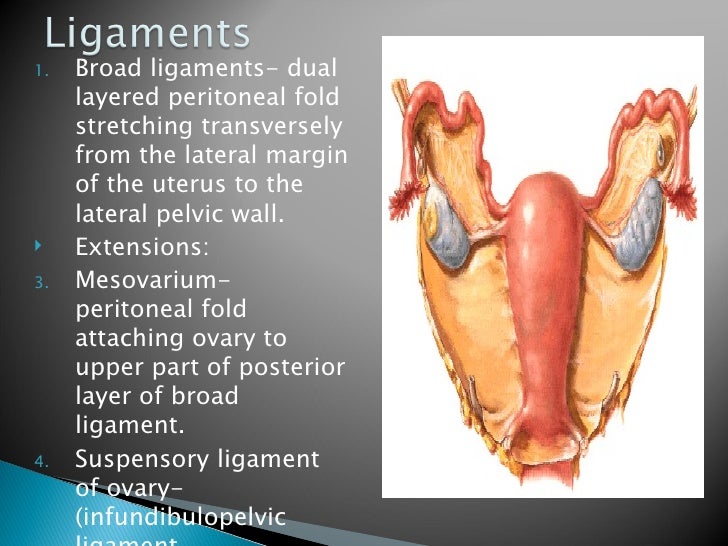 Female Pelvic Visceral Organs