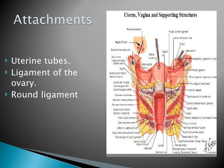 Female Pelvic Visceral Organs