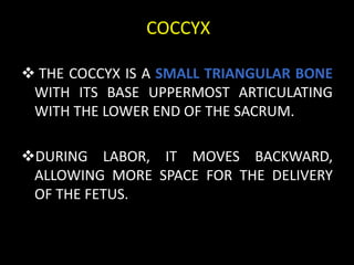 COCCYX
 THE COCCYX IS A SMALL TRIANGULAR BONE
WITH ITS BASE UPPERMOST ARTICULATING
WITH THE LOWER END OF THE SACRUM.
DURING LABOR, IT MOVES BACKWARD,
ALLOWING MORE SPACE FOR THE DELIVERY
OF THE FETUS.
 