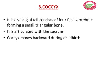 3.COCCYX
• It is a vestigial tail consists of four fuse vertebrae
forming a small triangular bone.
• It is articulated with the sacrum
• Coccyx moves backward during childbirth
 