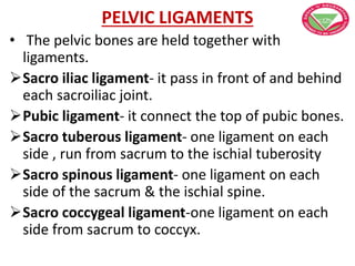 PELVIC LIGAMENTS
• The pelvic bones are held together with
ligaments.
Sacro iliac ligament- it pass in front of and behind
each sacroiliac joint.
Pubic ligament- it connect the top of pubic bones.
Sacro tuberous ligament- one ligament on each
side , run from sacrum to the ischial tuberosity
Sacro spinous ligament- one ligament on each
side of the sacrum & the ischial spine.
Sacro coccygeal ligament-one ligament on each
side from sacrum to coccyx.
 
