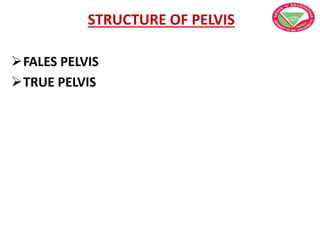 STRUCTURE OF PELVIS
FALES PELVIS
TRUE PELVIS
 