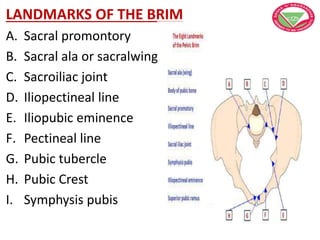 LANDMARKS OF THE BRIM
A. Sacral promontory
B. Sacral ala or sacralwing
C. Sacroiliac joint
D. Iliopectineal line
E. Iliopubic eminence
F. Pectineal line
G. Pubic tubercle
H. Pubic Crest
I. Symphysis pubis
 