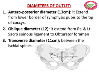 DIAMETERS OF OUTLET:
1. Antero-posterior diameter (13cm): it Extend
from lower border of symphysis pubis to the tip
of coccyx.
2. Oblique diameter (12): it extend from Rt. & Lt.
Sacro spinous ligament to Obturator foramen
3. Transverse diameter (11cm): between the
ischial spines.
 