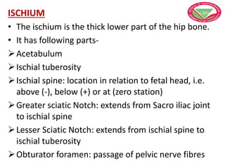 ISCHIUM
• The ischium is the thick lower part of the hip bone.
• It has following parts-
Acetabulum
Ischial tuberosity
Ischial spine: location in relation to fetal head, i.e.
above (-), below (+) or at (zero station)
Greater sciatic Notch: extends from Sacro iliac joint
to ischial spine
Lesser Sciatic Notch: extends from ischial spine to
ischial tuberosity
Obturator foramen: passage of pelvic nerve fibres
 
