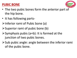 PUBIC BONE
• The two pubic bones form the anterior part of
the hip bone.
• It has following parts-
Inferior rami of Pubic bone (a)
Superior rami of pubic bone (b)
Symphysis pubis (a+b): It is formed at the
junction of two pubic bones.
Sub pubic angle: angle between the inferior rami
of the pubic bone.
 