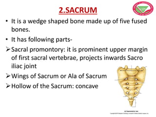 2.SACRUM
• It is a wedge shaped bone made up of five fused
bones.
• It has following parts-
Sacral promontory: it is prominent upper margin
of first sacral vertebrae, projects inwards Sacro
iliac joint
Wings of Sacrum or Ala of Sacrum
Hollow of the Sacrum: concave
 