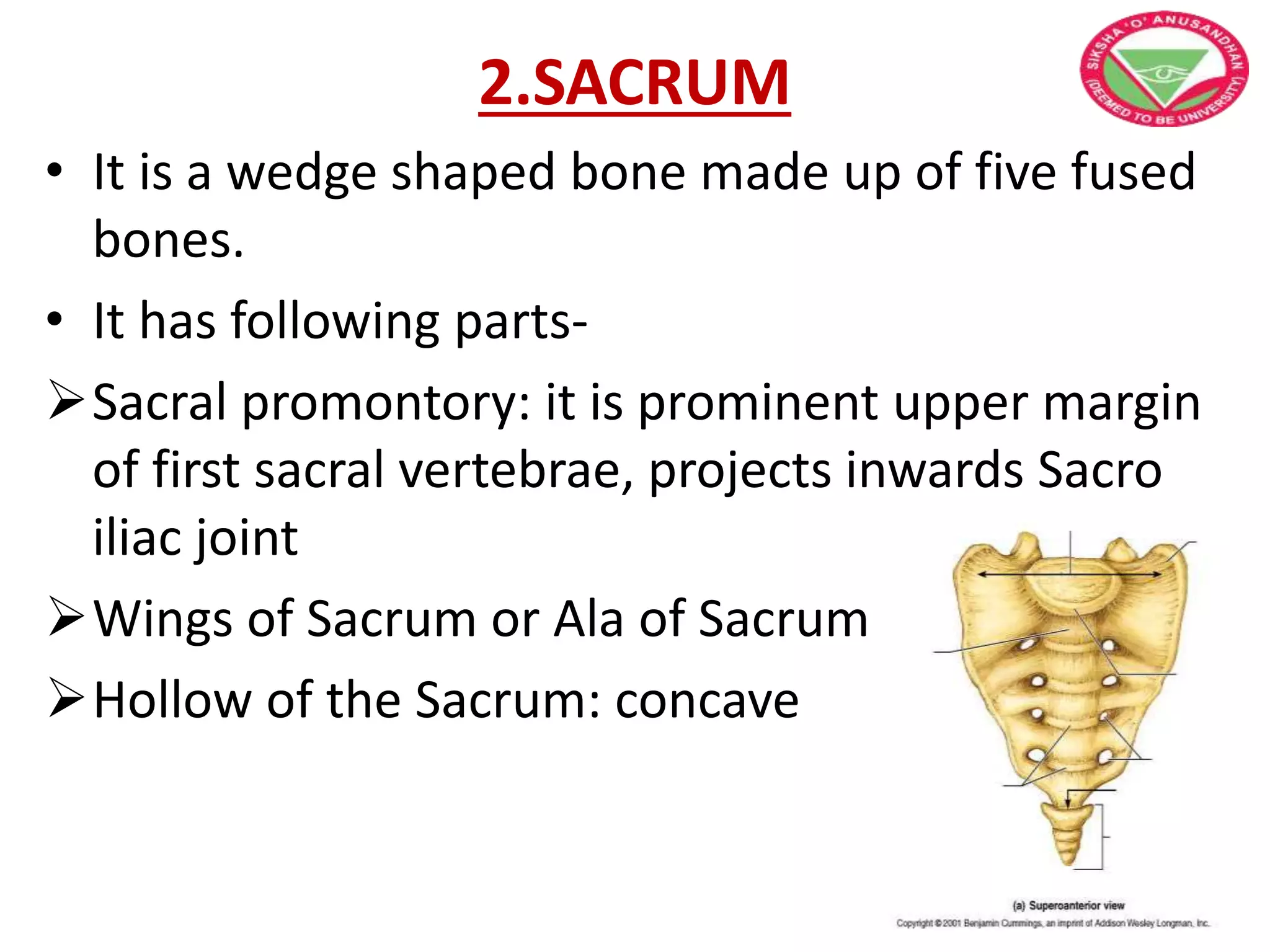 2.SACRUM
• It is a wedge shaped bone made up of five fused
bones.
• It has following parts-
Sacral promontory: it is prominent upper margin
of first sacral vertebrae, projects inwards Sacro
iliac joint
Wings of Sacrum or Ala of Sacrum
Hollow of the Sacrum: concave
 