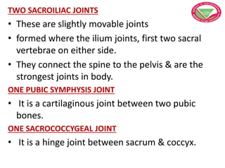 TWO SACROILIAC JOINTS
• These are slightly movable joints
• formed where the ilium joints, first two sacral
vertebrae on either side.
• They connect the spine to the pelvis & are the
strongest joints in body.
ONE PUBIC SYMPHYSIS JOINT
• It is a cartilaginous joint between two pubic
bones.
ONE SACROCOCCYGEAL JOINT
• It is a hinge joint between sacrum & coccyx.
 