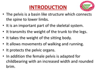 INTRODUCTION
• The pelvis is a basin like structure which connects
the spine to lower limbs.
• It is an important part of the skeletal system.
• It transmits the weight of the trunk to the legs.
• It takes the weight of the sitting body.
• It allows movements of walking and running.
• It protects the pelvic organs.
• In addition the female pelvis is adapted for
childbearing with an increased width and rounded
brim.
 