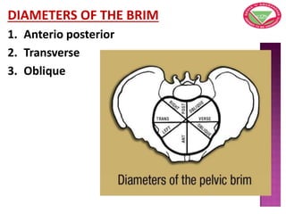 DIAMETERS OF THE BRIM
1. Anterio posterior
2. Transverse
3. Oblique
 