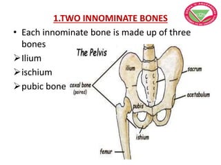 1.TWO INNOMINATE BONES
• Each innominate bone is made up of three
bones
Ilium
ischium
pubic bone
 