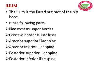 ILIUM
• The ilium is the flared out part of the hip
bone.
• It has following parts-
Iliac crest as upper border
Concave border is iliac fossa
Anterior superior iliac spine
Anterior inferior iliac spine
Posterior superior iliac spine
Posterior inferior iliac spine
 