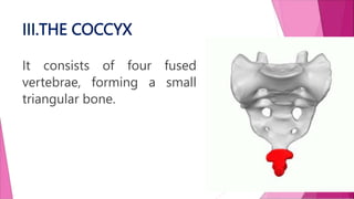 III.THE COCCYX
It consists of four fused
vertebrae, forming a small
triangular bone.
 