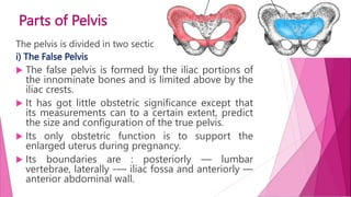 Parts of Pelvis
The pelvis is divided in two sections:
i) The False Pelvis
 The false pelvis is formed by the iliac portions of
the innominate bones and is limited above by the
iliac crests.
 It has got little obstetric significance except that
its measurements can to a certain extent, predict
the size and configuration of the true pelvis.
 Its only obstetric function is to support the
enlarged uterus during pregnancy.
 Its boundaries are : posteriorly — lumbar
vertebrae, laterally -— iliac fossa and anteriorly —
anterior abdominal wall.
 