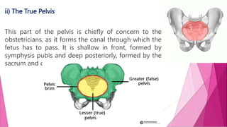 ii) The True Pelvis
This part of the pelvis is chiefly of concern to the
obstetricians, as it forms the canal through which the
fetus has to pass. It is shallow in front, formed by
symphysis pubis and deep posteriorly, formed by the
sacrum and coccyx.
 