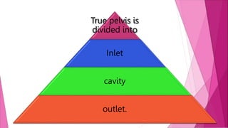 True pelvis is
divided into
Inlet
cavity
outlet.
 