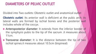 DIAMETERS OF PELVIC OUTLET
Divided into Two outlets: Obstetric outlet and anatomical outlet
Obstetric outlet: Its anterior wall is deficient at the pubic arch; its
lateral walls are formed by ischial bones and the posterior wall
includes whole of the coccyx.
 Anteroposterior diameter: It extends from the inferior border of
the symphysis pubis to the tip of the sacrum .it measures about
11cm.
 Transverse diameter: It is the distance between the tip of two
ischial spines.it measures about 10.5cm (bispineal)
 