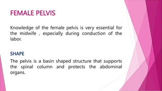 FEMALE PELVIS
Knowledge of the female pelvis is very essential for
the midwife , especially during conduction of the
labor.
SHAPE
The pelvis is a basin shaped structure that supports
the spinal column and protects the abdominal
organs.
 