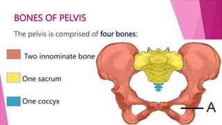 BONES OF PELVIS
The pelvis is comprised of four bones:
Two innominate bones
One sacrum
One coccyx
 