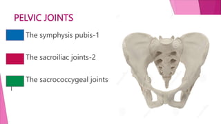 PELVIC JOINTS
The symphysis pubis-1
The sacroiliac joints-2
The sacrococcygeal joints-
1
 