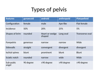 Comprehensive Overview of Female Pelvis and Fetal Skull Anatomy for ...